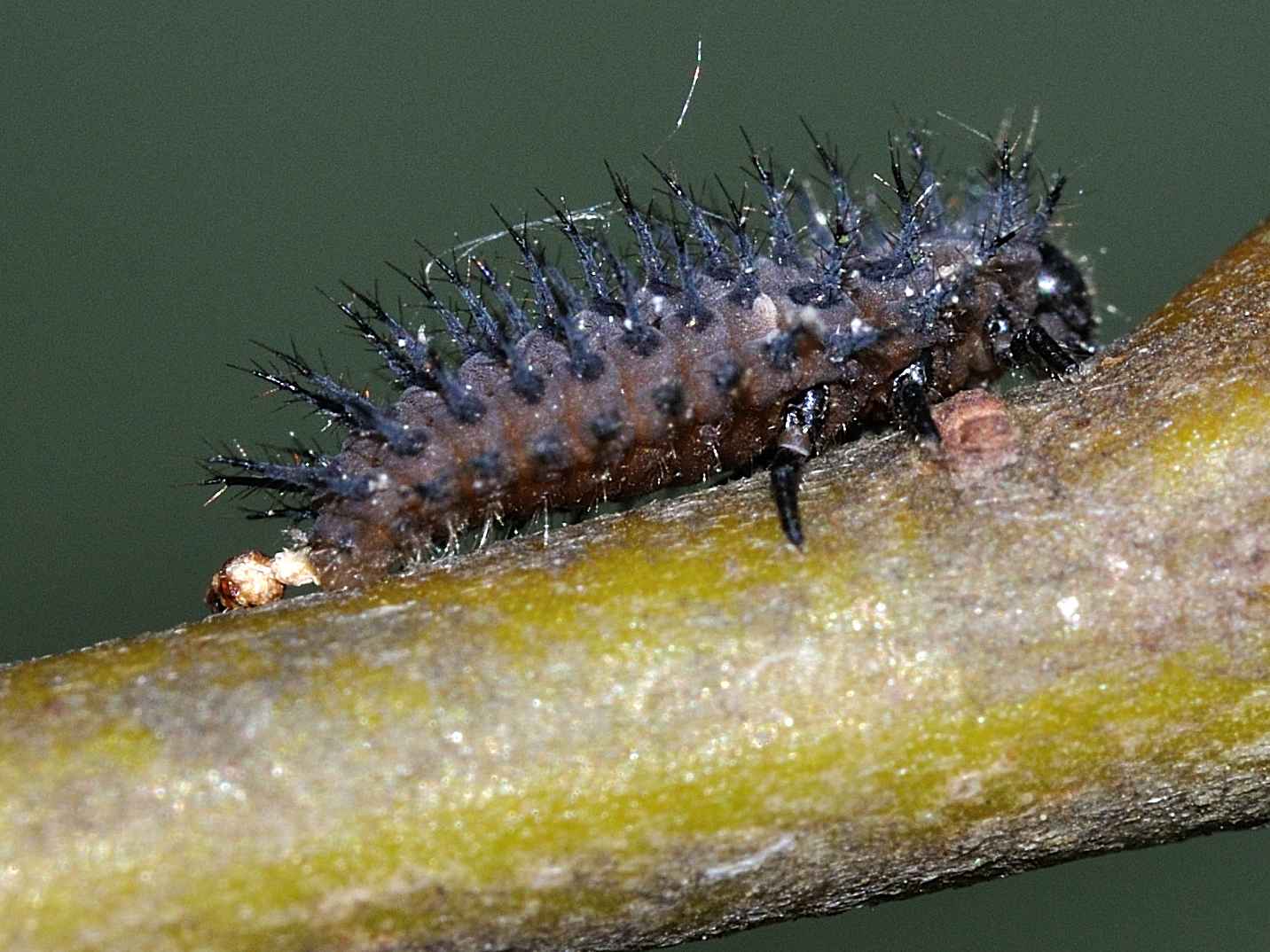 Larva di Harmonia axiridis o altro Coccinellidae?